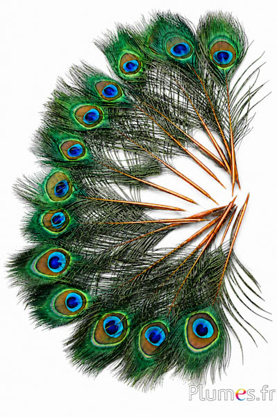 Pauw blauw miniatuur - 15-25 cm - azteeks goud